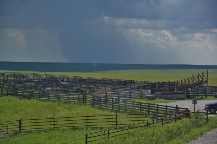 cattle pens of Kansas